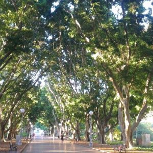 This is my forest