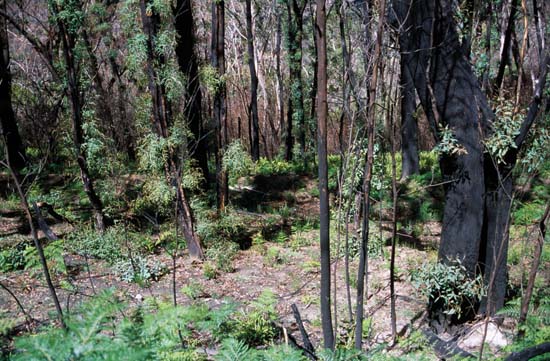 her-growthafterbushfirebluemtns