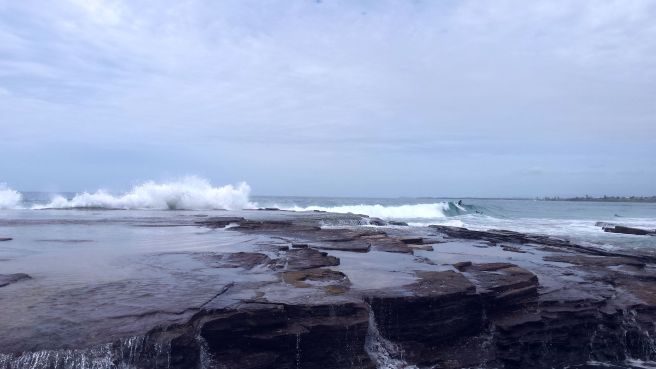 (C) Book of Eucalypt 2016