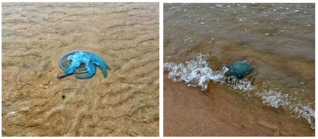 "Stay out of the water, stay on the short." (C) Book of Eucalypt 2016.