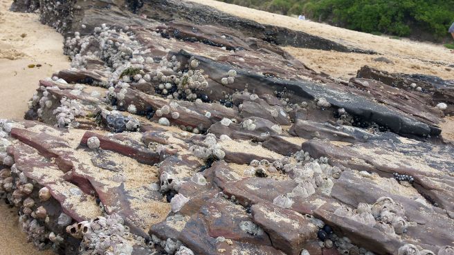 (C) Book of Eucalypt 2016