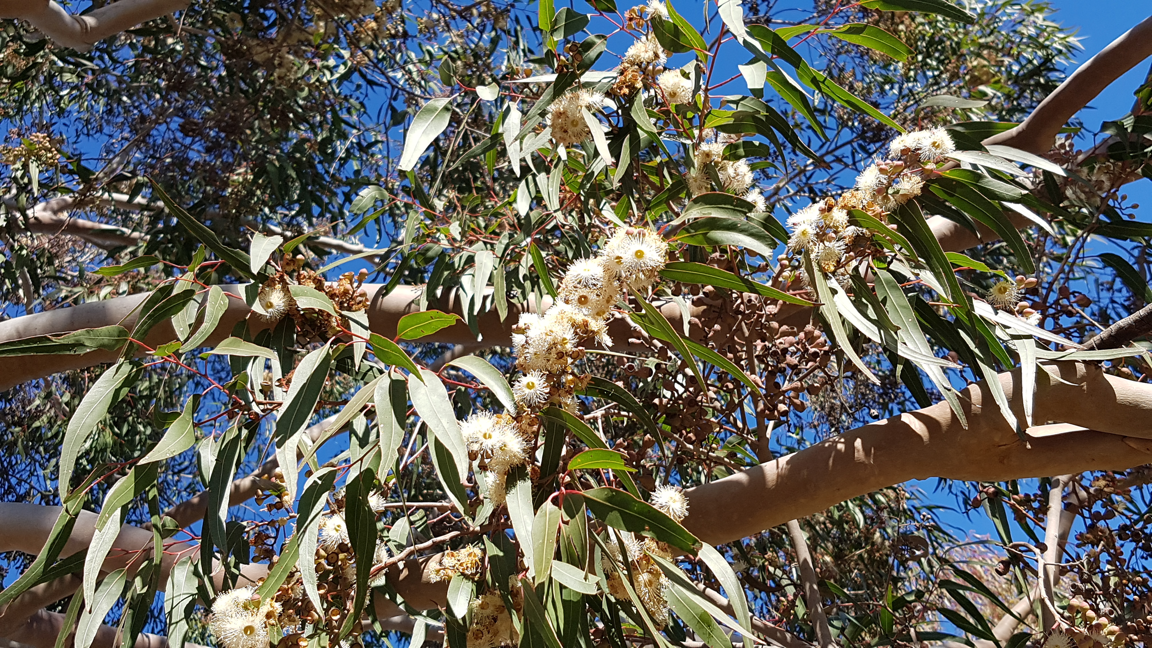 The Beginnings of a Riverina Wheel