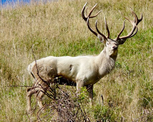 Personal Blog Project – Herne the Hunter – A(ntlers and Deer)