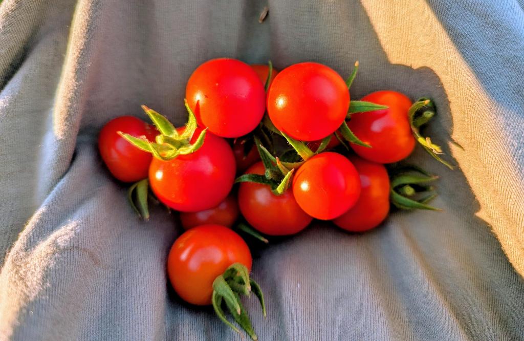 Lughnasadh and the Early&nbsp;Harvest